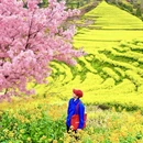 黄山旅游 缩略图 1