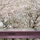 上海旅游 缩略图 7