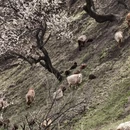 伊犁旅游 缩略图 5