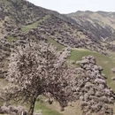 伊犁旅游 缩略图 4