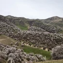 伊犁旅游 缩略图 13