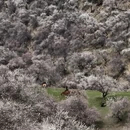 伊犁旅游 缩略图 11