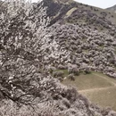 伊犁旅游 缩略图 12