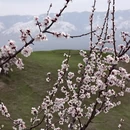 伊犁旅游 缩略图 18