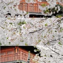 杭州旅游 缩略图 4