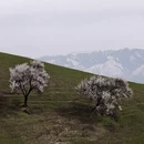伊犁旅游 缩略图 17