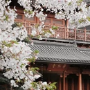 杭州旅游 缩略图 5