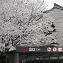 杭州旅游 缩略图 8