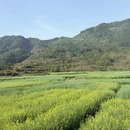 黄山旅游 缩略图 1