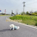 黄山旅游 缩略图 7