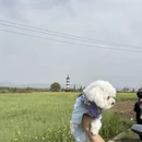 黄山旅游 缩略图 4