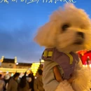 黄山旅游 缩略图 11