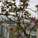 重庆旅游 缩略图 3
