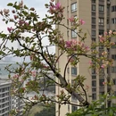 重庆旅游 缩略图 4