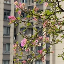重庆旅游 缩略图 1
