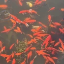 青岛旅游 缩略图 6