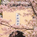 南京旅游 缩略图 2