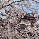 无锡旅游 缩略图 4