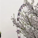 上海旅游 缩略图 10