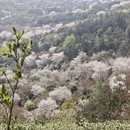 苏州旅游 缩略图 3