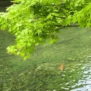 杭州旅游 缩略图 12