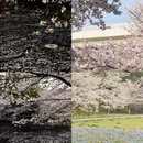 上海旅游 缩略图 1