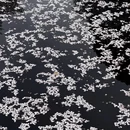 上海旅游 缩略图 7