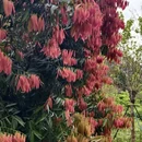广州旅游 缩略图 8