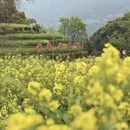 黄山旅游 缩略图 3