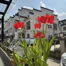 黄山旅游 缩略图 2