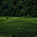 黄山旅游 缩略图 4