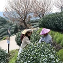 杭州旅游 缩略图 6