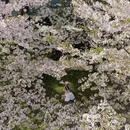 上海旅游 缩略图 9