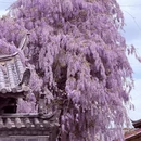 丽江旅游 缩略图 2