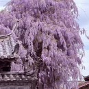 丽江旅游 缩略图 6