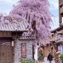 丽江旅游 缩略图 7