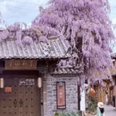 丽江旅游 缩略图 3