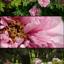 洛阳旅游 缩略图 4