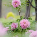 洛阳旅游 缩略图 9