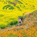 黄山旅游 缩略图 2