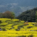 黄山旅游 缩略图 3