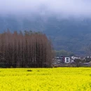 黄山旅游 缩略图 10