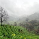 黄山旅游 缩略图 3
