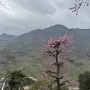 黄山旅游 缩略图 4