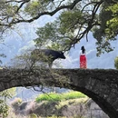 黄山旅游 缩略图 4