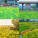 黄山旅游 缩略图 5