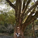 黄山旅游 缩略图 5