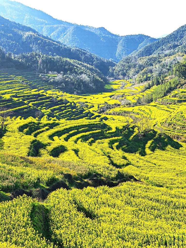 黄山旅游
