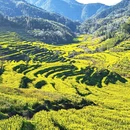 黄山旅游 缩略图 1
