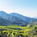 黄山旅游 缩略图 2